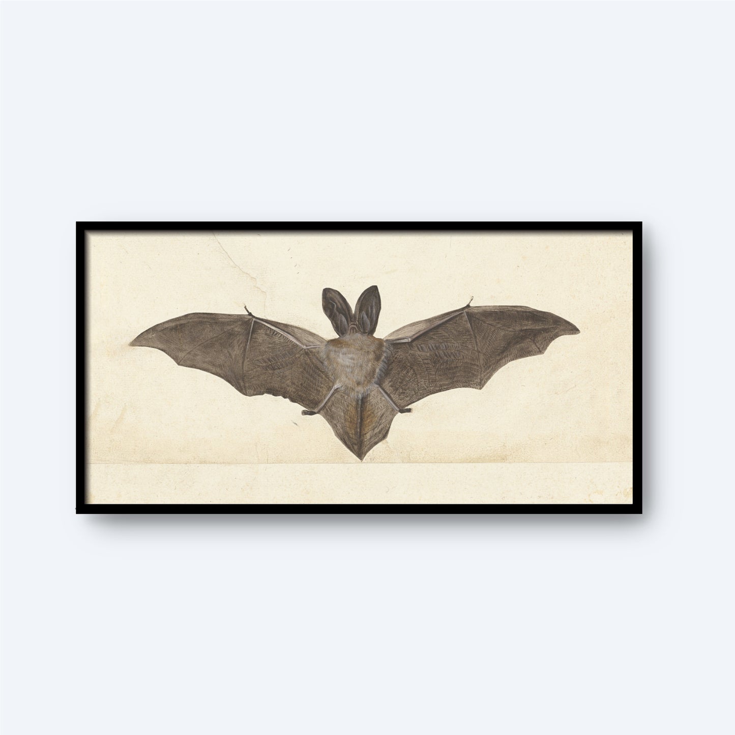 The Bat Print is a framed illustration featuring a bat with its wings fully spread open, capturing intricate details of its face, body, and wing structure. This exquisite piece of wall art boasts a light cream background that contrasts beautifully with the bat's darker hues, making it a standout in animal prints.