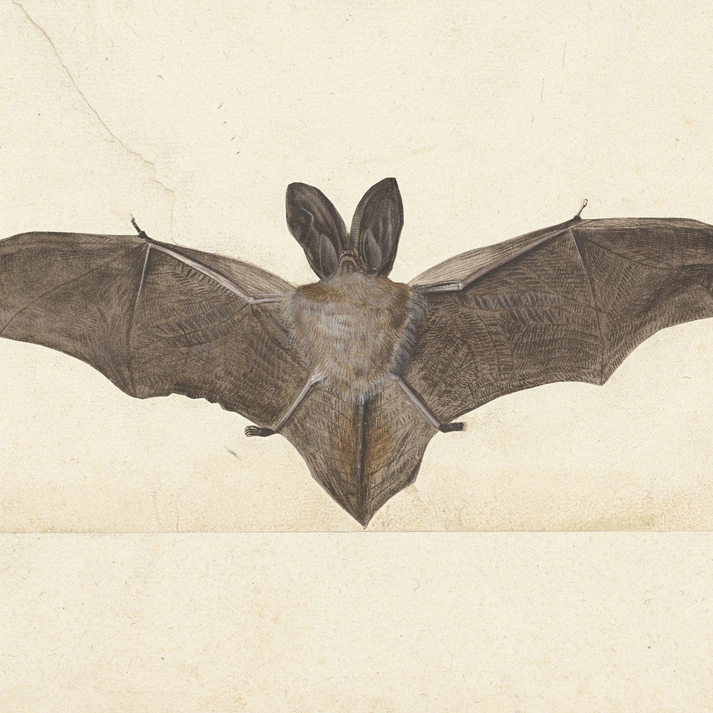 The Bat Print captures a striking illustration of a bat with its wings fully spread, making it an ideal piece of wildlife wall art. The bat features large ears on its head, light brown fur covering its body, and dark membranous wings showcasing detailed veins. This print is reproduced on high-quality Lustre surface paper, set against a light, off-white background.