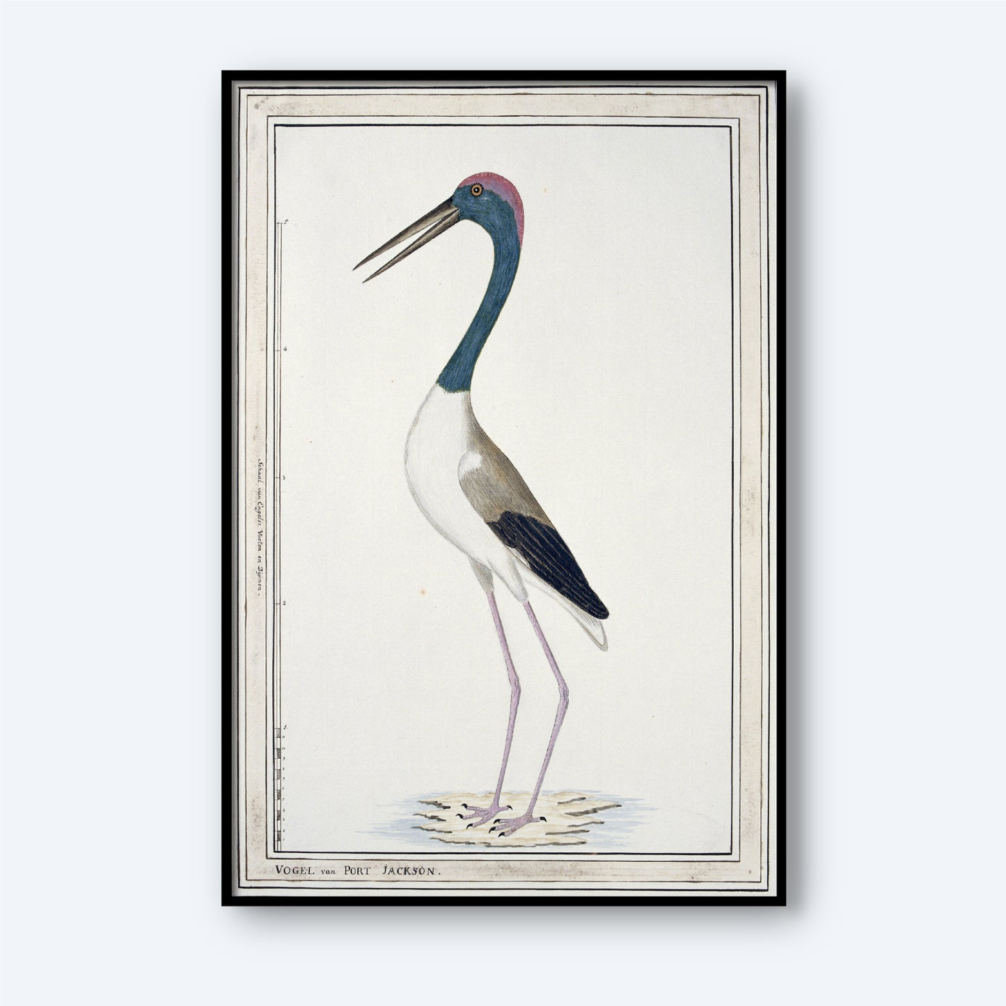 A detailed illustration captures a tall bird with long legs and a slender neck, showcasing a dark blue head and neck, gray and white body, and pinkish legs. The “Black-necked Stork by John Hunter” print stands gracefully on a shoreline against a light background in this exquisite wildlife wall art.
