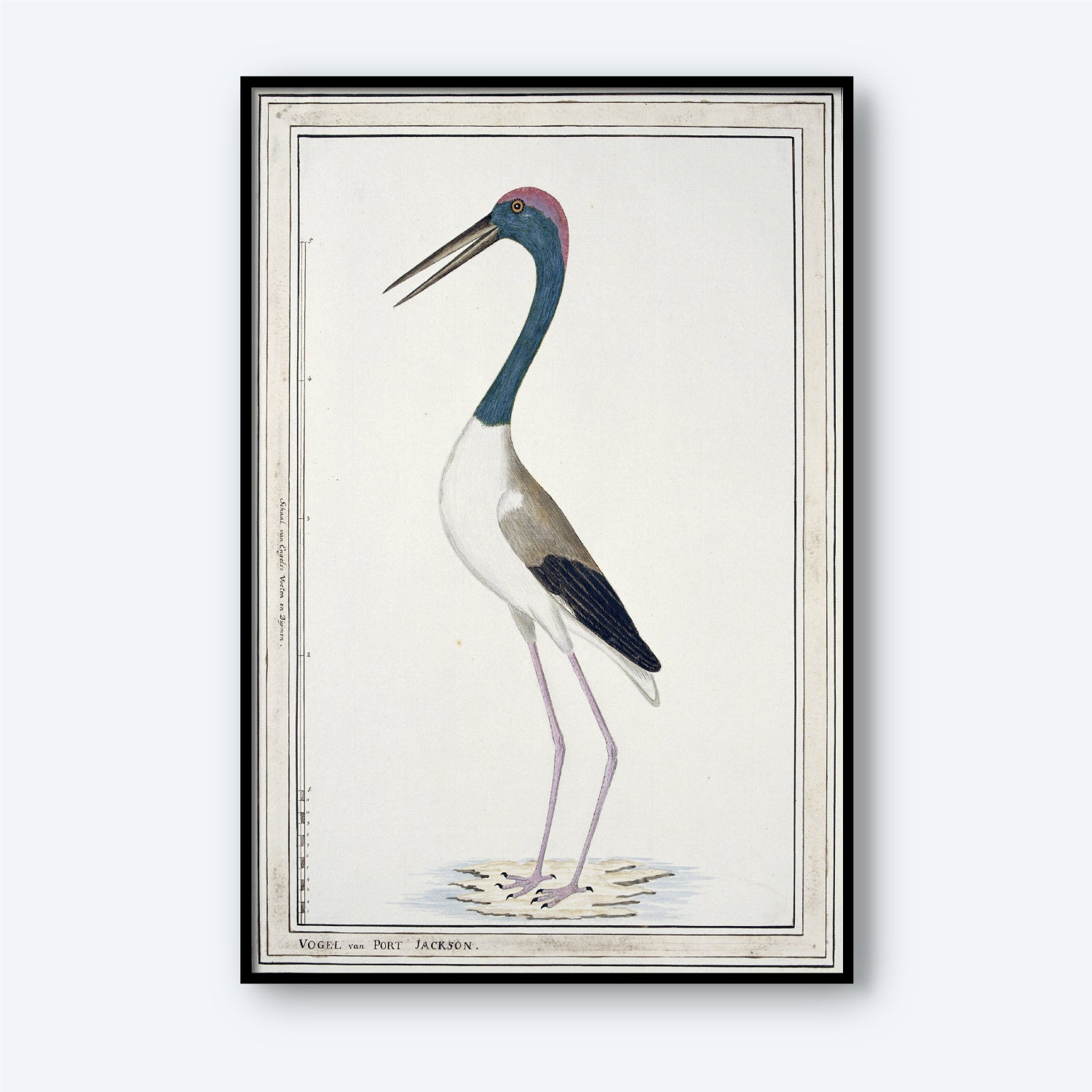 A detailed illustration captures a tall bird with long legs and a slender neck, showcasing a dark blue head and neck, gray and white body, and pinkish legs. The “Black-necked Stork by John Hunter” print stands gracefully on a shoreline against a light background in this exquisite wildlife wall art.