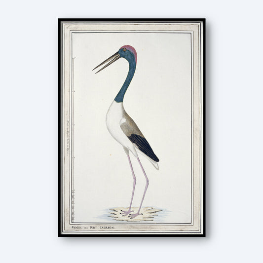 A detailed illustration captures a tall bird with long legs and a slender neck, showcasing a dark blue head and neck, gray and white body, and pinkish legs. The “Black-necked Stork by John Hunter” print stands gracefully on a shoreline against a light background in this exquisite wildlife wall art.