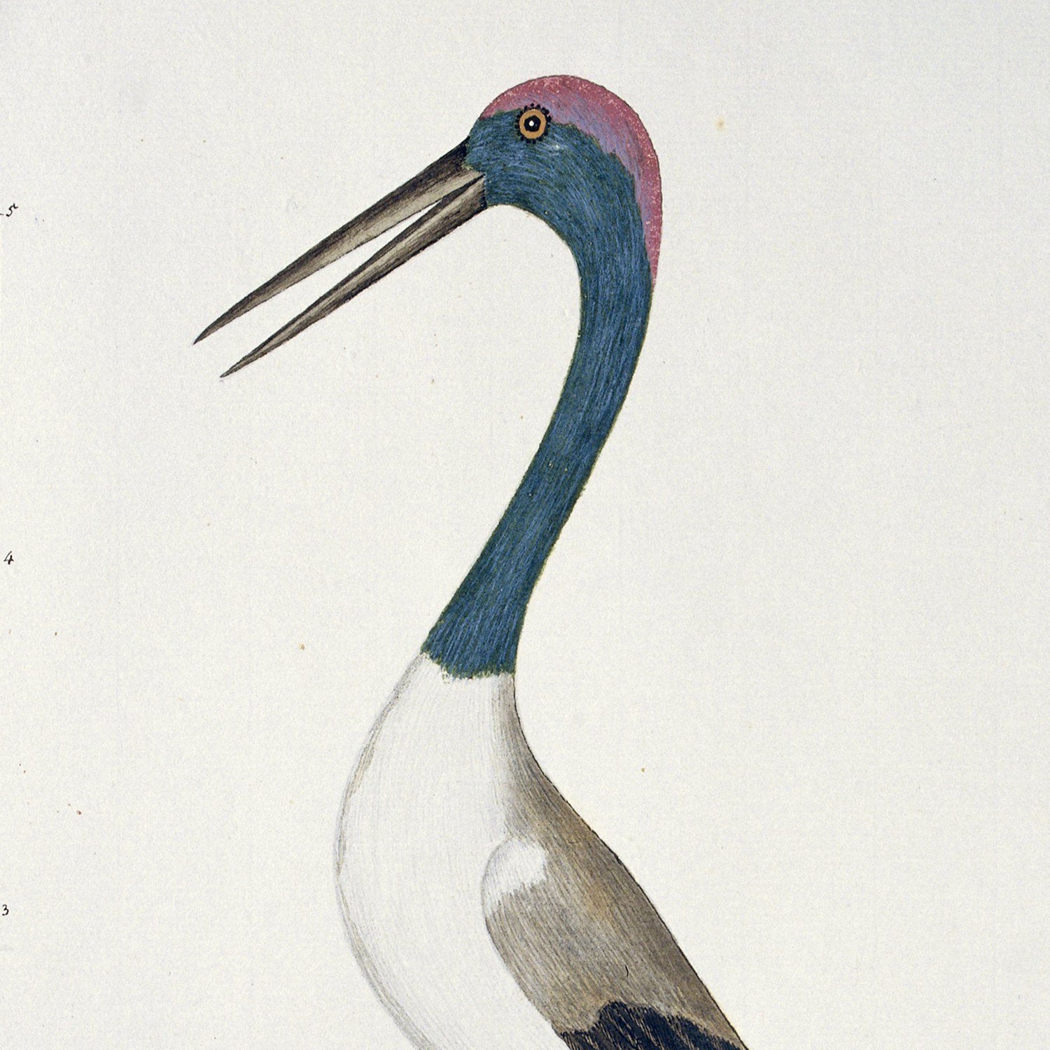 Illustration of a Black-necked stork with a long neck and sharp beak. The bird has a blue head and neck, a red cap on top of its head, a white belly, and brown and black feathers on its back. This wildlife wall art by John Hunter features a plain and light-colored background that captures the essence of nature's beauty.
