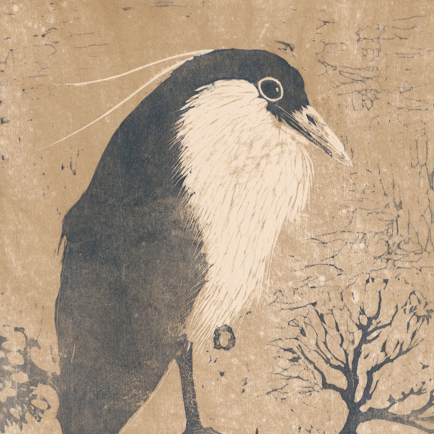 Introducing the "Heron at night by Henri Verstijnen vintage print," a stunning depiction of a black-crowned night heron. This illustration captures the heron's distinctive black head, white face and breast, and black beak. The bird is elegantly poised against a textured beige background, with subtle branches adding depth in the lower right corner.