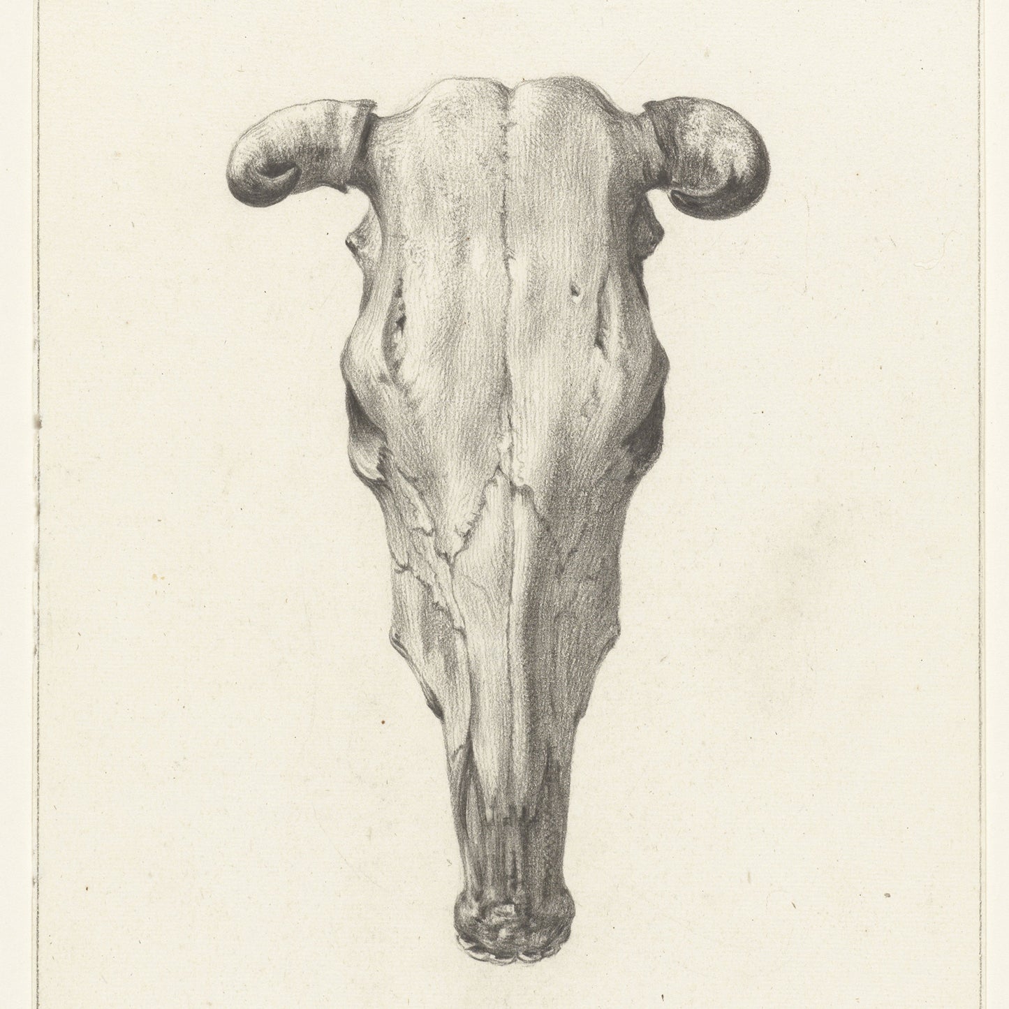 The "Skull of a cow by Jean Bernard Print" features a black and white illustration that showcases the front view of the cow skull, highlighting its prominent eye sockets, nasal cavity, and curved horns. The detailed depiction emphasizes the bone structure and texture against a plain background, capturing a sense of rustic elegance.