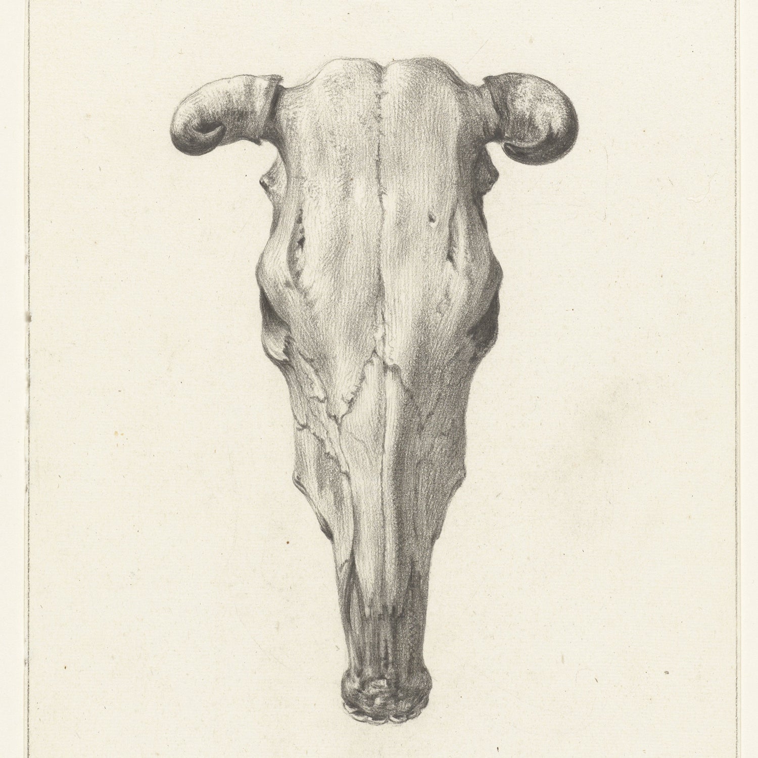 The "Skull of a cow by Jean Bernard Print" features a black and white illustration that showcases the front view of the cow skull, highlighting its prominent eye sockets, nasal cavity, and curved horns. The detailed depiction emphasizes the bone structure and texture against a plain background, capturing a sense of rustic elegance.
