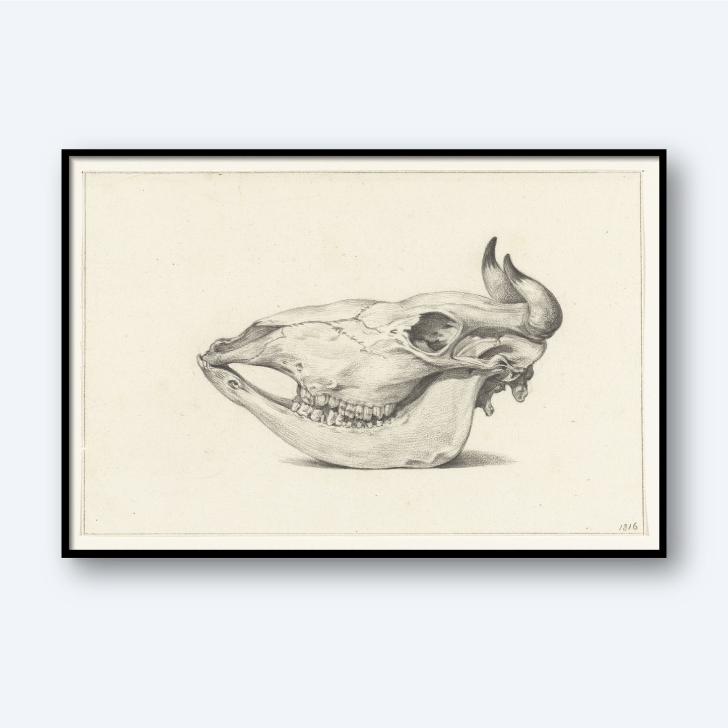The Skull of a Bull by Jean Bernard Print is a detailed black and white illustration, elegantly framed in a simple black frame. The artwork showcases the skull of a bull in profile facing left, highlighting its prominent horns, teeth, and cranial features against an unadorned white background.