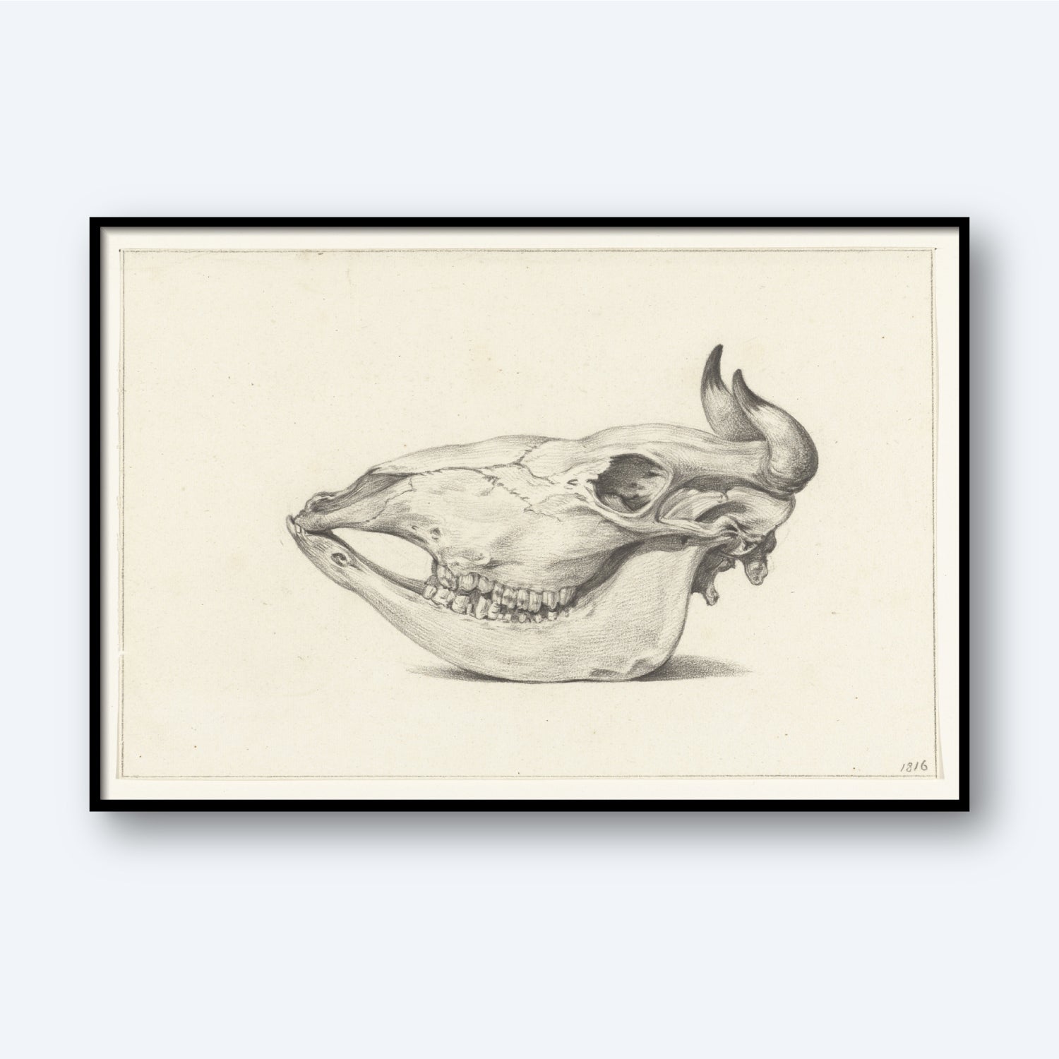 The Skull of a Bull by Jean Bernard Print is a detailed black and white illustration, elegantly framed in a simple black frame. The artwork showcases the skull of a bull in profile facing left, highlighting its prominent horns, teeth, and cranial features against an unadorned white background.