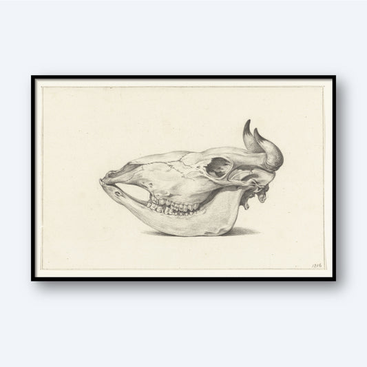 The Skull of a Bull by Jean Bernard Print is a detailed black and white illustration, elegantly framed in a simple black frame. The artwork showcases the skull of a bull in profile facing left, highlighting its prominent horns, teeth, and cranial features against an unadorned white background.