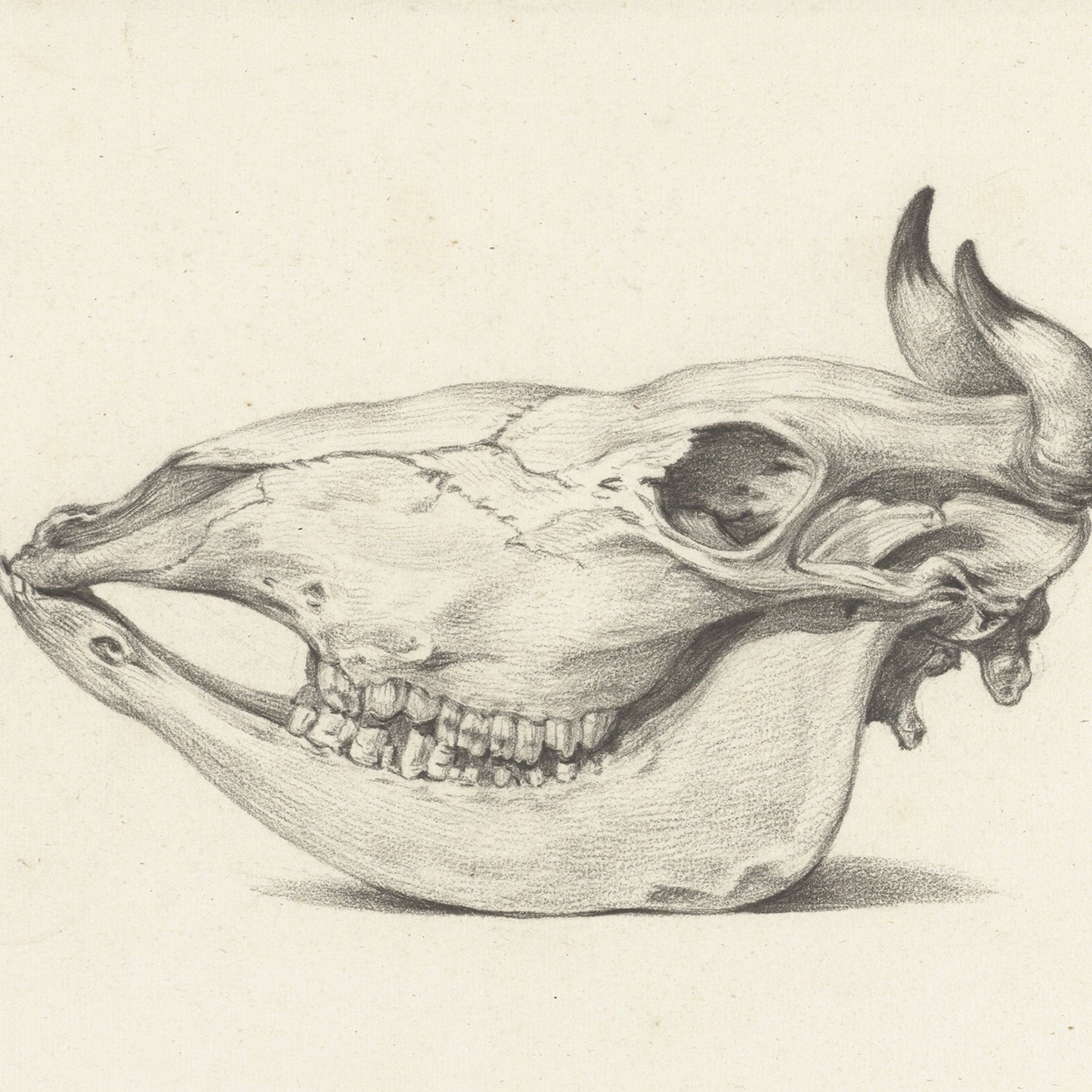 A detailed pencil drawing titled "Skull of a Bull" by Jean Bernard Print depicts an animal skull resembling that of a horse or large mammal, viewed from the side. The skeletal structure is highlighted with fine lines and shading, showing prominent teeth and empty eye sockets against a plain background.