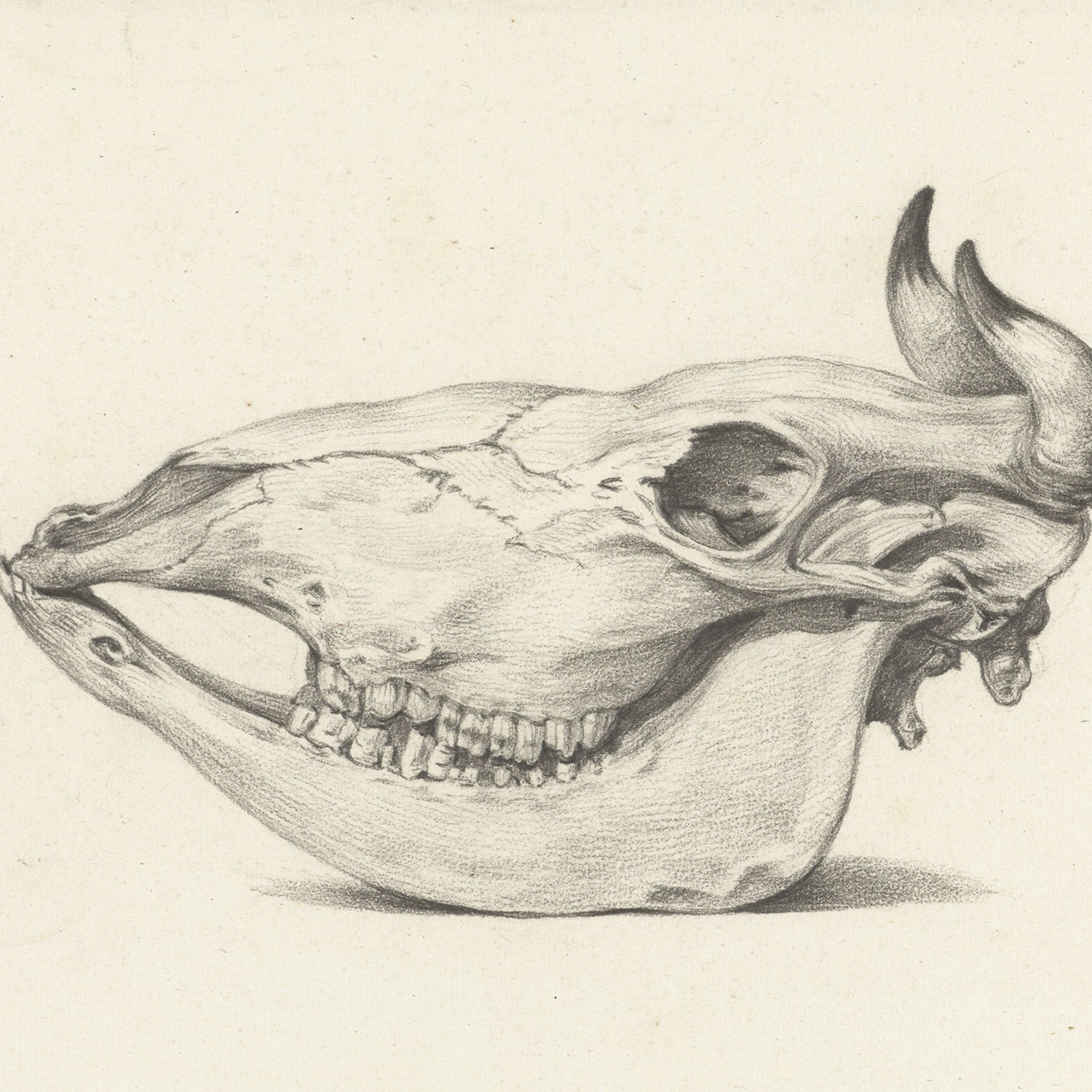 A detailed pencil drawing titled "Skull of a Bull" by Jean Bernard Print depicts an animal skull resembling that of a horse or large mammal, viewed from the side. The skeletal structure is highlighted with fine lines and shading, showing prominent teeth and empty eye sockets against a plain background.