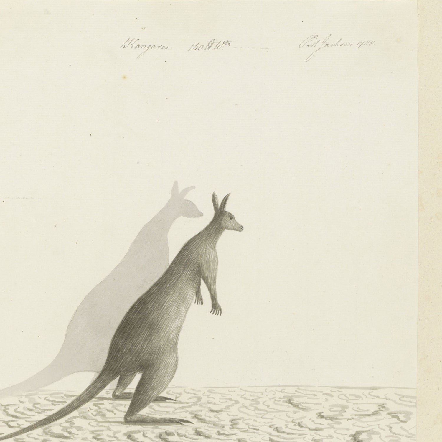 The "Kangaroo Vintage Print" features a kangaroo standing upright against a light background, with its shadow clearly cast to its left. The ground is textured with scribbled, looping lines. The word "Kangaroo" is written at the top, making it an ideal piece for vintage decor lovers or wildlife illustration enthusiasts.
