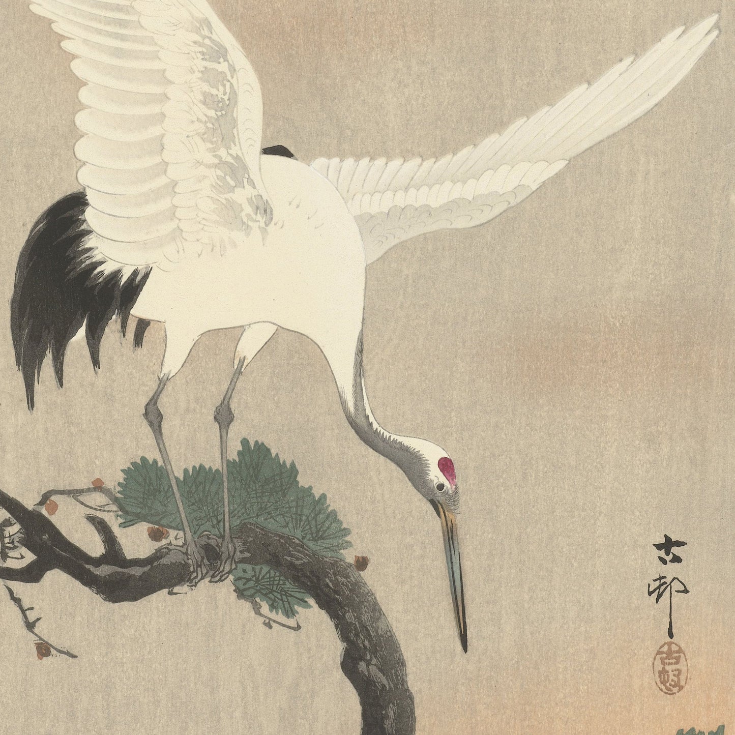 Crane on Branch of Pine by Ohara Koson is a traditional Japanese woodblock print that portrays a white crane with black tail feathers gracefully balancing on a pine branch. The crane's wings are half-raised and its head is lowered, gazing towards the branch. Detailed pine needles and cones adorn the scene, accompanied by elegant Japanese characters on the right.
