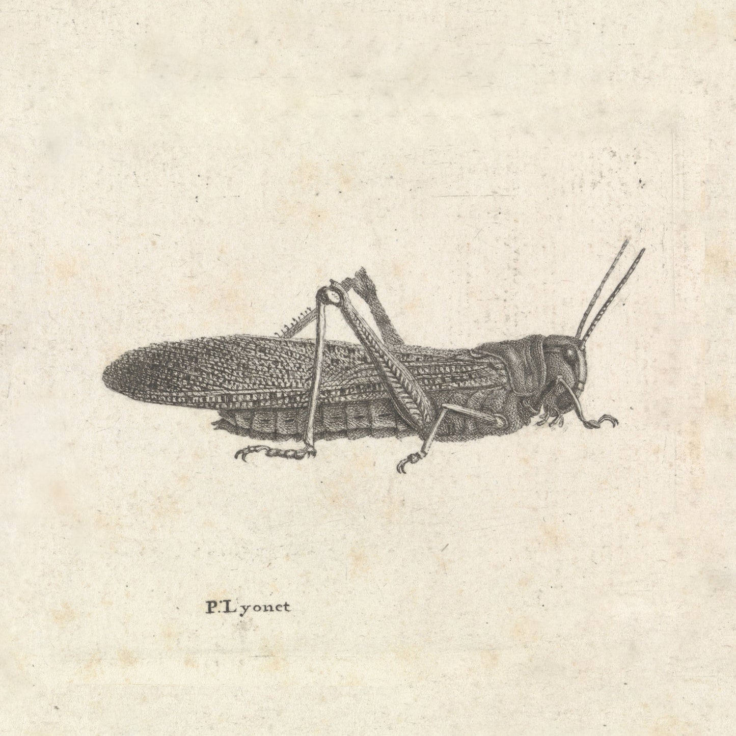 A detailed black and white natural history art illustration titled "Grasshopper by Pieter Lyonet" is viewed from the side. The artist's name, Pieter Lyonet, is inscribed below the image, set against a light, slightly textured background.