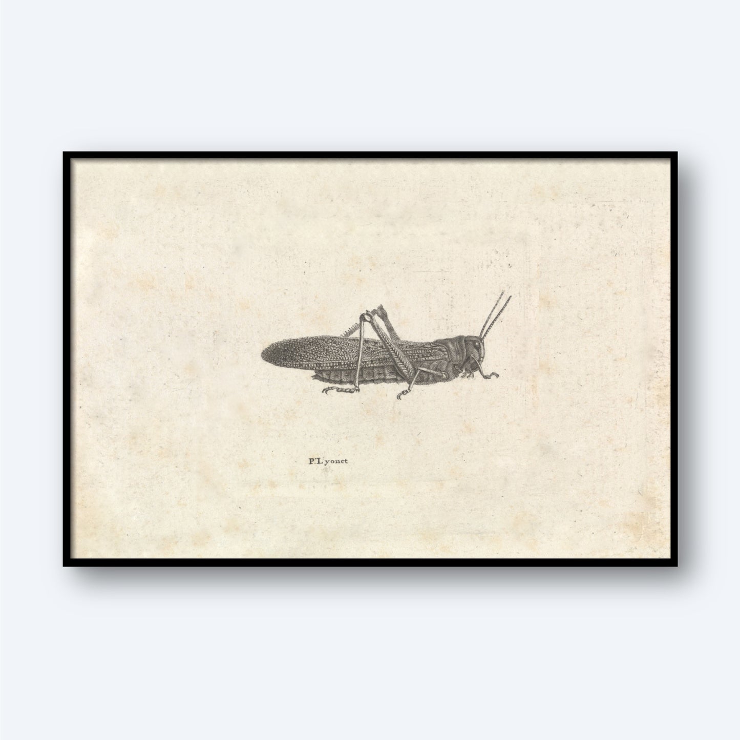 The "Grasshopper by Pieter Lyonet" is a framed vintage botanical illustration on a beige background, showcasing an intricately detailed grasshopper with a textured body, wings, and long antennae. This natural history art print has an aged appearance with slight discoloration, giving it a classic and antique look reminiscent of Lyons’s work.