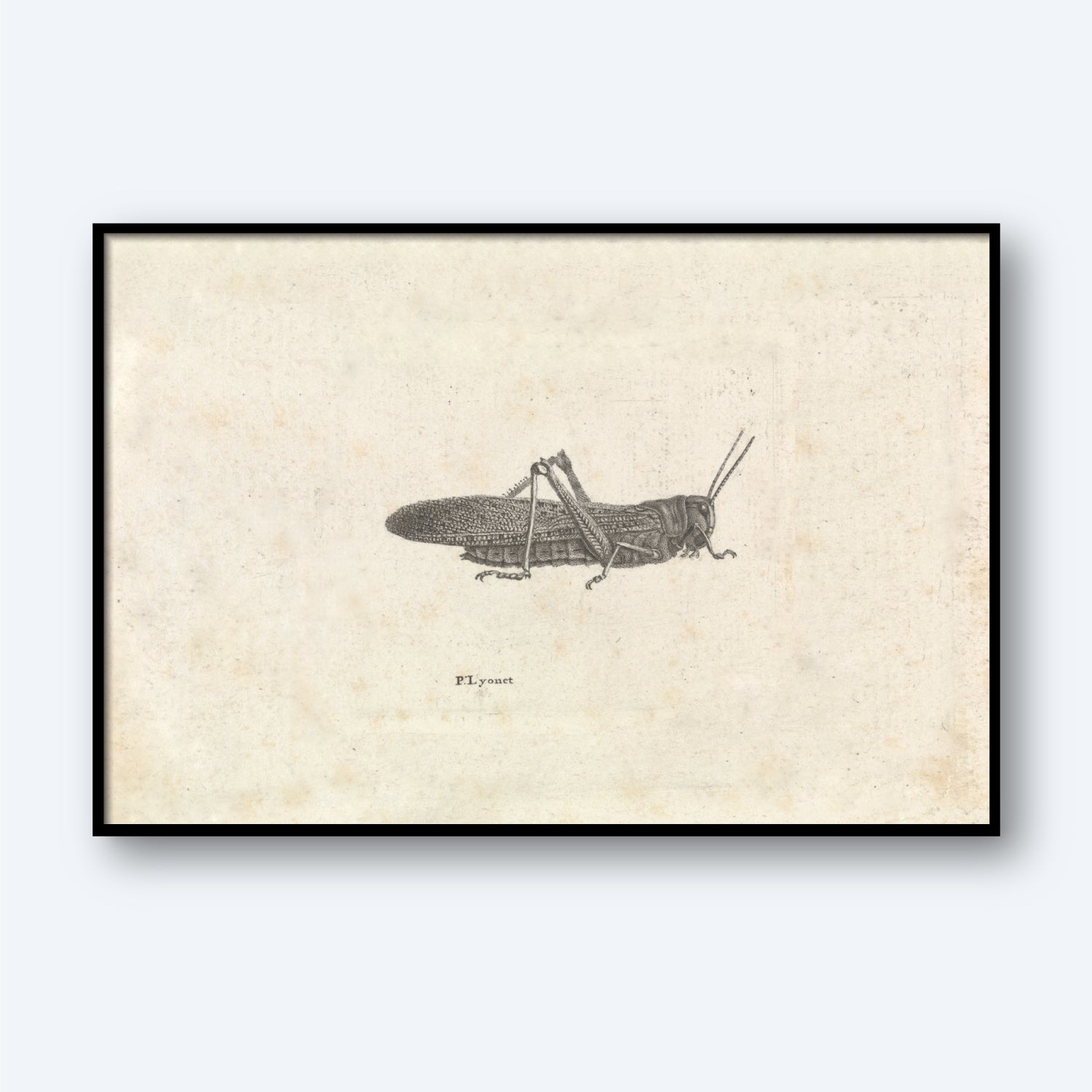 The "Grasshopper by Pieter Lyonet" is a framed vintage botanical illustration on a beige background, showcasing an intricately detailed grasshopper with a textured body, wings, and long antennae. This natural history art print has an aged appearance with slight discoloration, giving it a classic and antique look reminiscent of Lyons’s work.