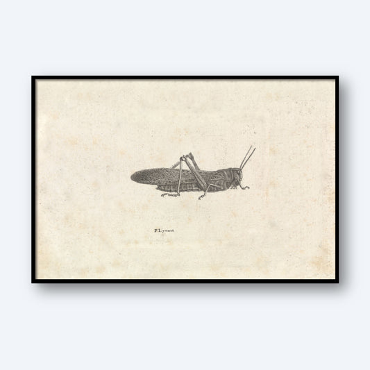The "Grasshopper by Pieter Lyonet" is a framed vintage botanical illustration on a beige background, showcasing an intricately detailed grasshopper with a textured body, wings, and long antennae. This natural history art print has an aged appearance with slight discoloration, giving it a classic and antique look reminiscent of Lyons’s work.