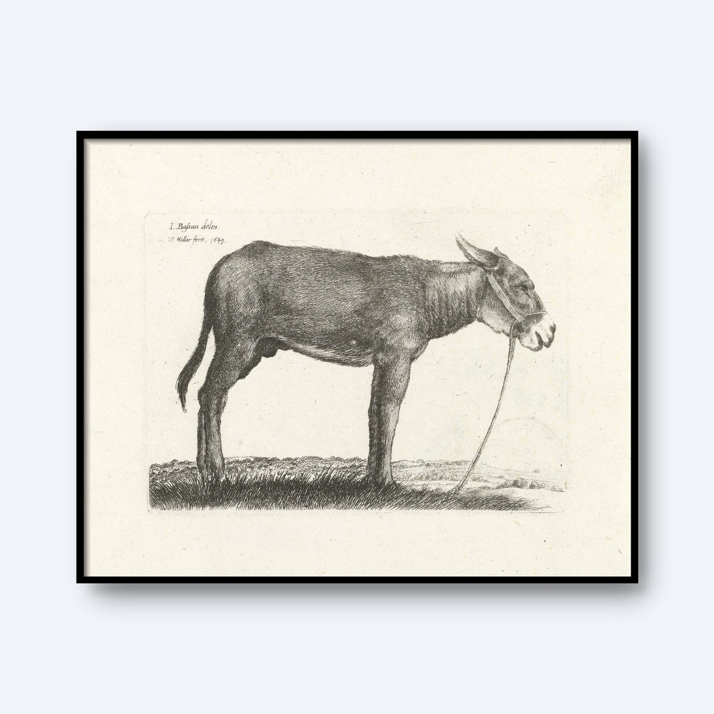 The "Donkey by Wenceslaus Hollar Print" features a black and white sketch of a donkey standing on a patch of grass, facing left. The donkey is illustrated in profile with a halter and lead rope, with text visible in the top left corner of the image, capturing the style reminiscent of 17th-century etchings by Wenceslaus Hollar.