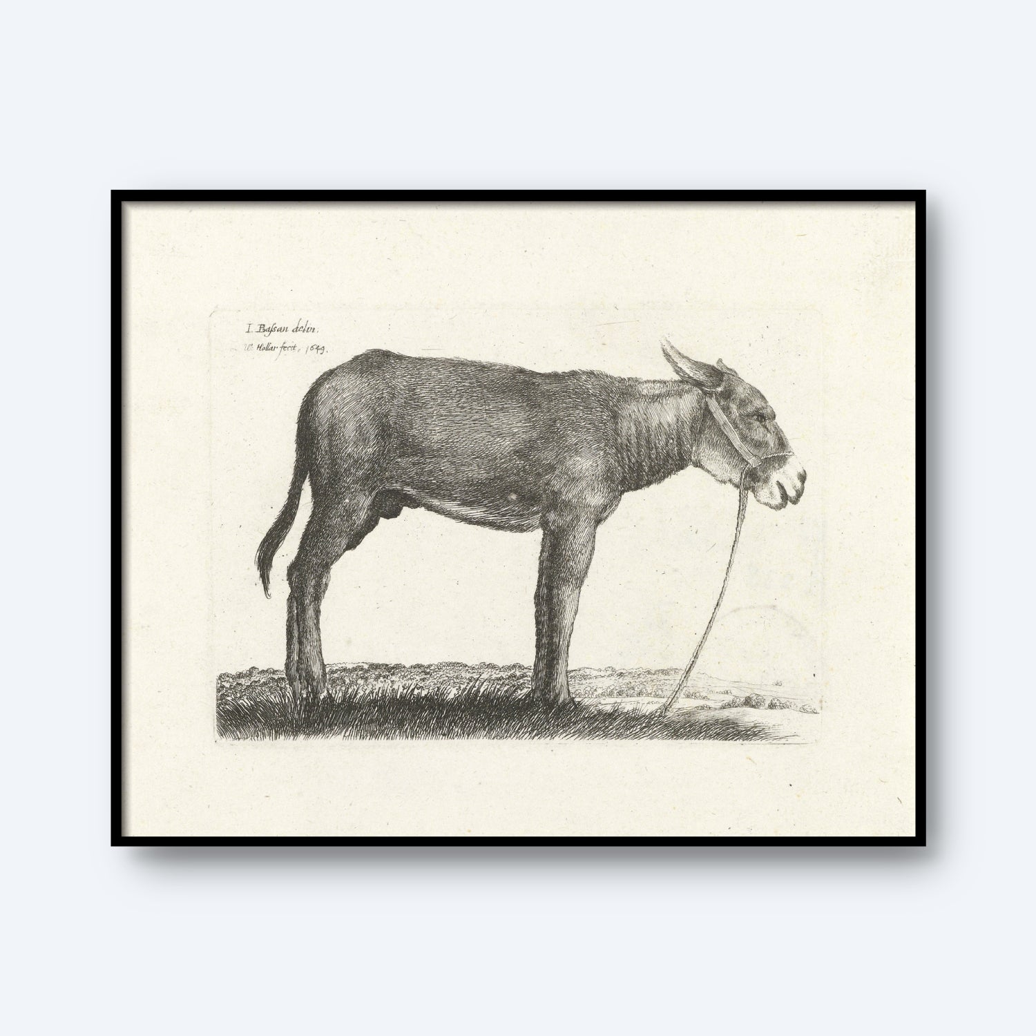 The "Donkey by Wenceslaus Hollar Print" features a black and white sketch of a donkey standing on a patch of grass, facing left. The donkey is illustrated in profile with a halter and lead rope, with text visible in the top left corner of the image, capturing the style reminiscent of 17th-century etchings by Wenceslaus Hollar.