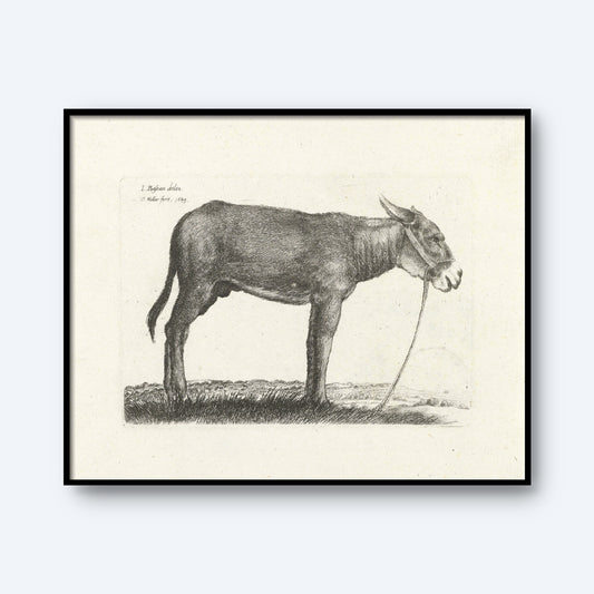 The "Donkey by Wenceslaus Hollar Print" features a black and white sketch of a donkey standing on a patch of grass, facing left. The donkey is illustrated in profile with a halter and lead rope, with text visible in the top left corner of the image, capturing the style reminiscent of 17th-century etchings by Wenceslaus Hollar.