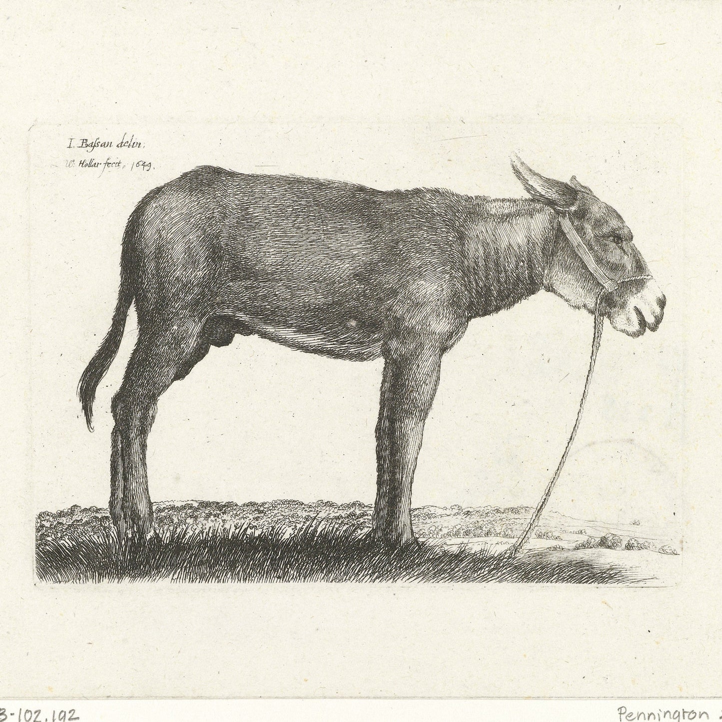 The "Donkey by Wenceslaus Hollar Print" showcases an illustration of a donkey standing in profile, facing right, with a rope halter around its head. The minimalistic background features a simple grassy landscape. At the top left, the text reads, "I. Buffon delint et Hollen fecit. 1769." The signature "Pennington" can be seen at the bottom right.
