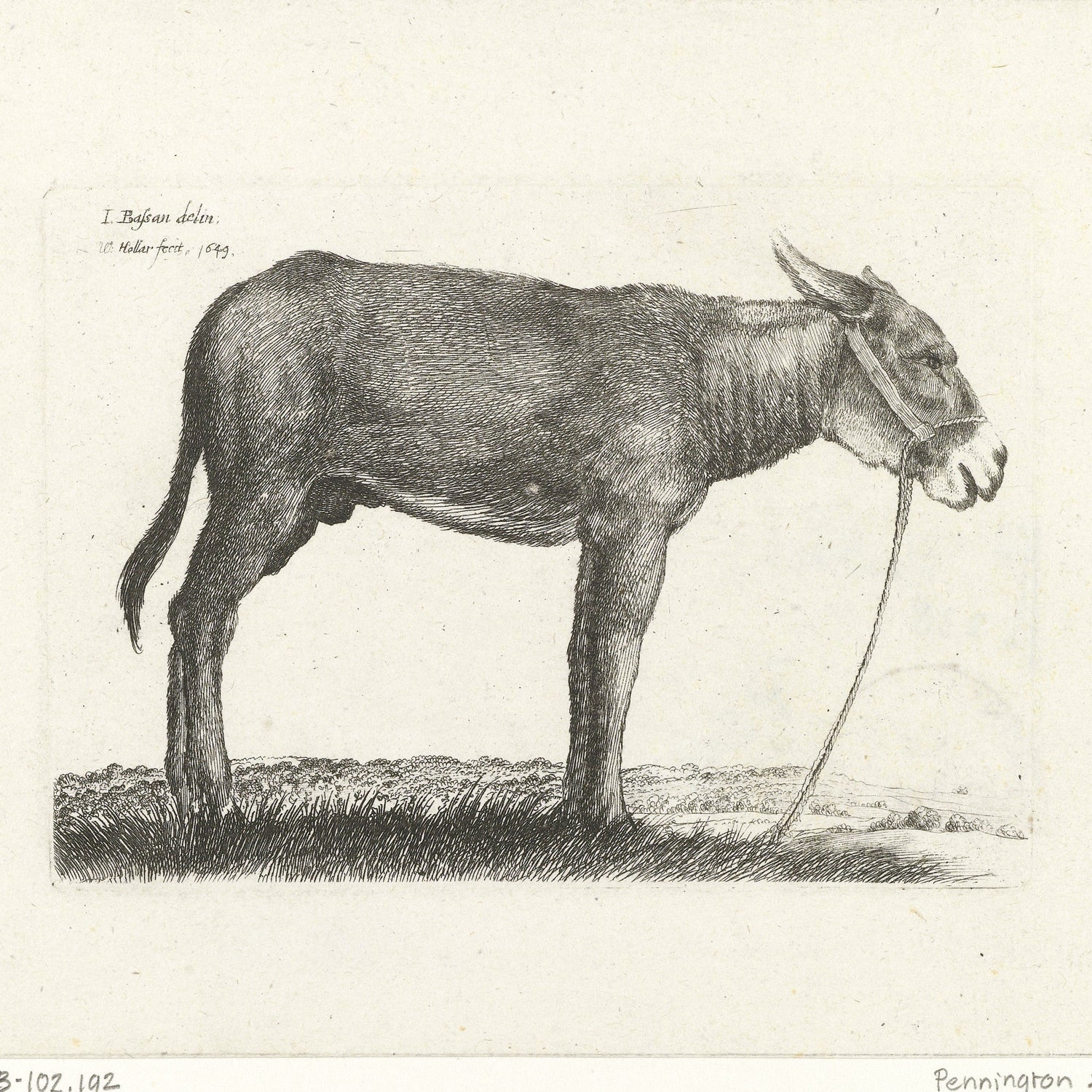 The "Donkey by Wenceslaus Hollar Print" showcases an illustration of a donkey standing in profile, facing right, with a rope halter around its head. The minimalistic background features a simple grassy landscape. At the top left, the text reads, "I. Buffon delint et Hollen fecit. 1769." The signature "Pennington" can be seen at the bottom right.
