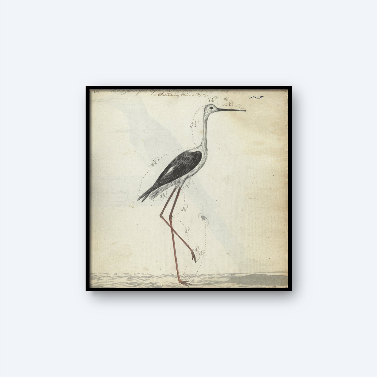 The framed vintage print, "Cape Pool Bird by Jan Brandes," portrays a slender, long-legged bird with a long neck and pointed beak, standing gracefully on one leg. The bird's predominantly black and white plumage contrasts strikingly with its red legs against a light, minimal background.
