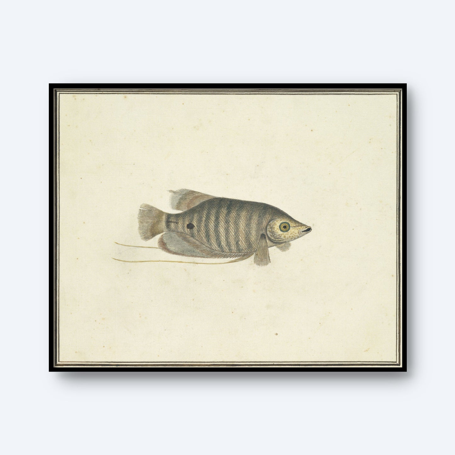 A detailed vintage illustration titled "Unidentified Tropical Fish" by Robert Jacob Gordon showcases a fish with a rounded body, distinct striped pattern, long fins, and a prominent eye, set against a plain, off-white background and framed with a thin black border—perfect for enthusiasts of tropical marine life and natural history.