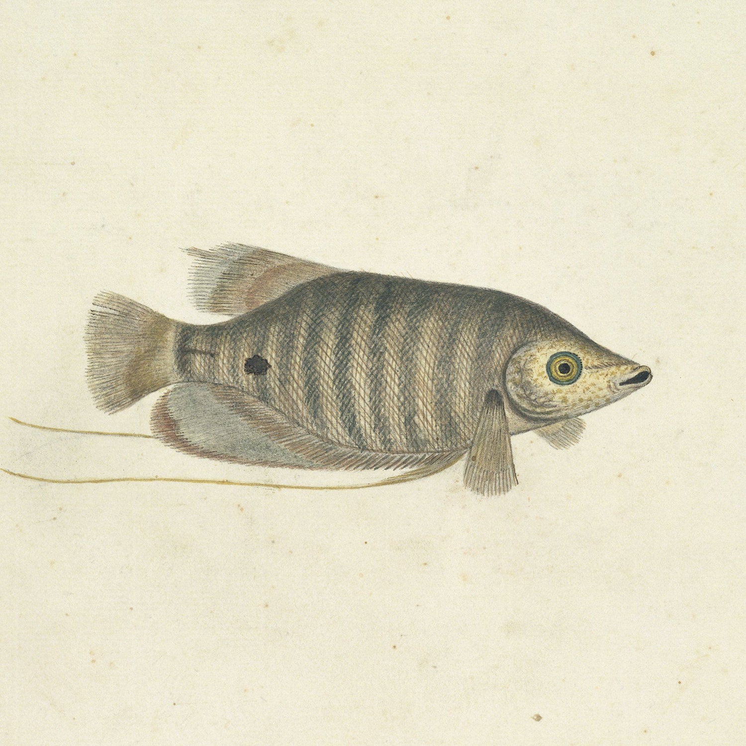 The "Unidentified Tropical Fish by Robert Jacob Gordon" features a detailed illustration of a fish with a rounded body, striped pattern, and large eyes. Long, flowing fins and a distinct dark spot on its side near the tail make this fish stand out against the plain off-white background, drawing clear inspiration from Gordon's natural history works and putting the focus entirely on this example of tropical marine life.