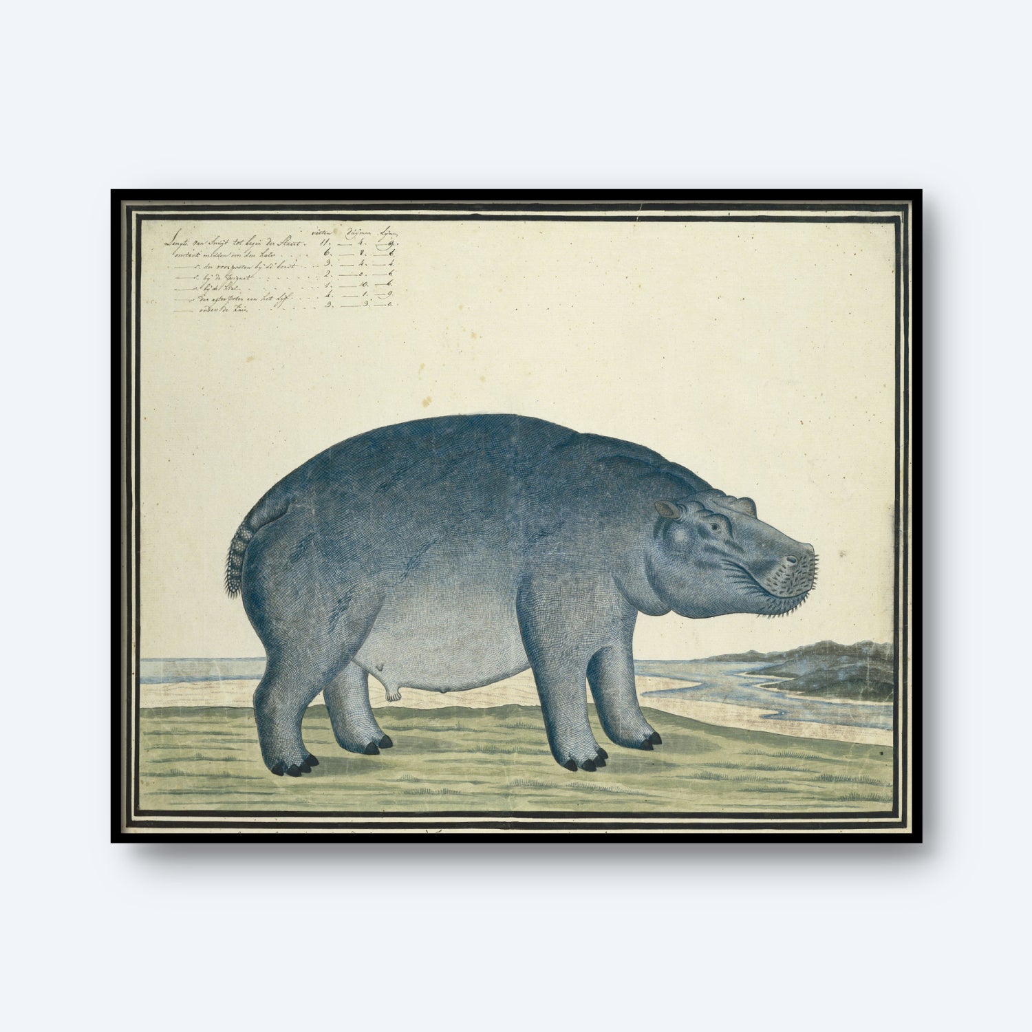 The "Hippopotamus amphibius capensis by Robert Jacob Gordon Print" features a framed, antique natural history illustration showing the Hippopotamus amphibius capensis standing on grass beside a body of water. The artwork highlights the animal's large, rounded body and short legs in a side profile view, with handwritten notes visible in the upper left corner of the illustration.