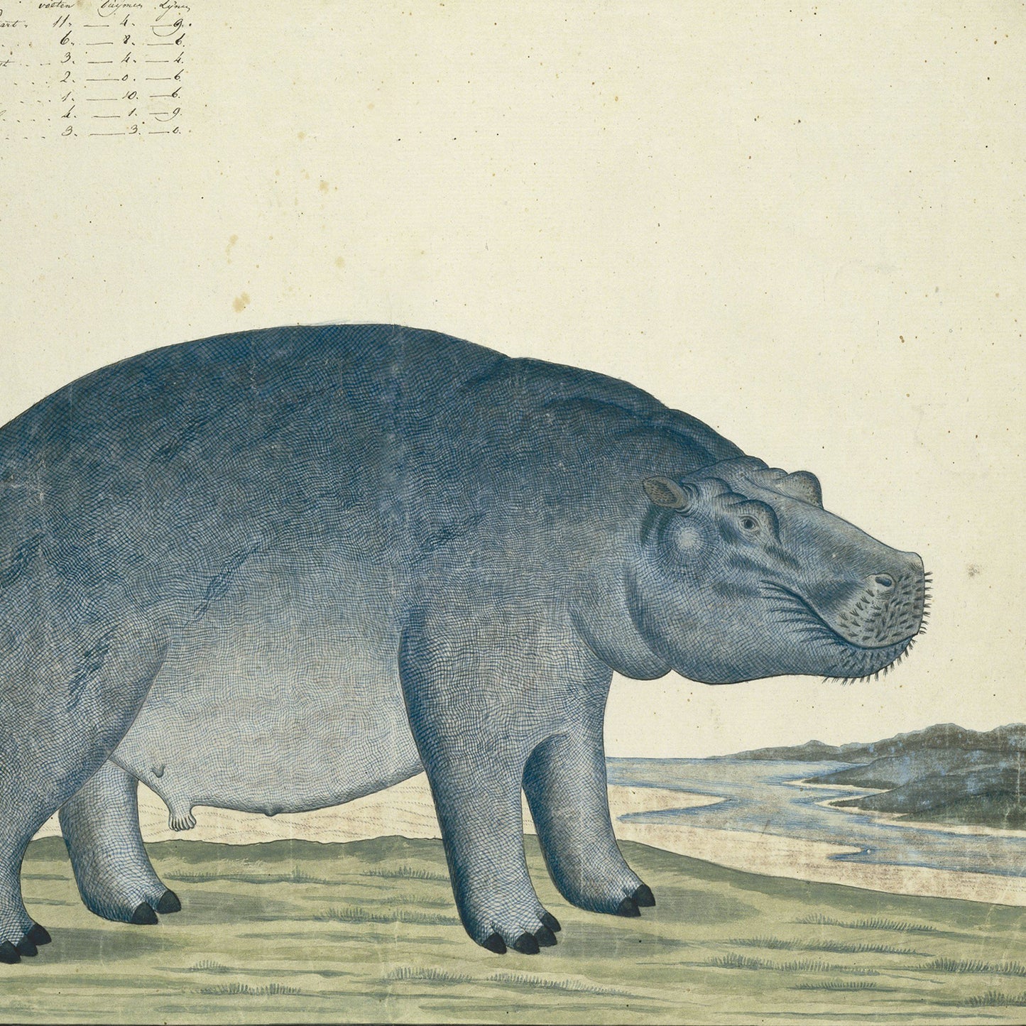The "Hippopotamus amphibius capensis by Robert Jacob Gordon Print" features an old, hand-drawn natural history illustration of a hippopotamus near a riverbank. Set against a minimalist landscape, the animal is depicted in profile view with detailed textured skin contrasting against the simplistic background.
