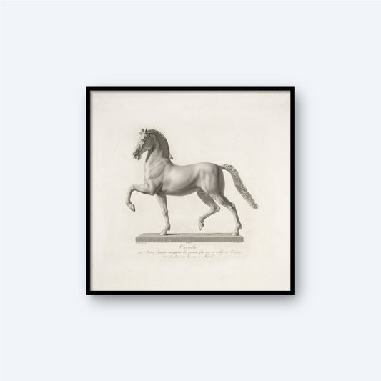 A framed, detailed black and white print titled "Sculpture of a Horse by the Italian Sculptor Antonio Canova" captures an elegant horse in a prancing pose. This classical art piece reflects Canova's meticulous style, depicting the horse with a lifted front leg and an arched neck to showcase its graceful form. Text beneath the illustration suggests it might be intended as a historical or anatomical study.