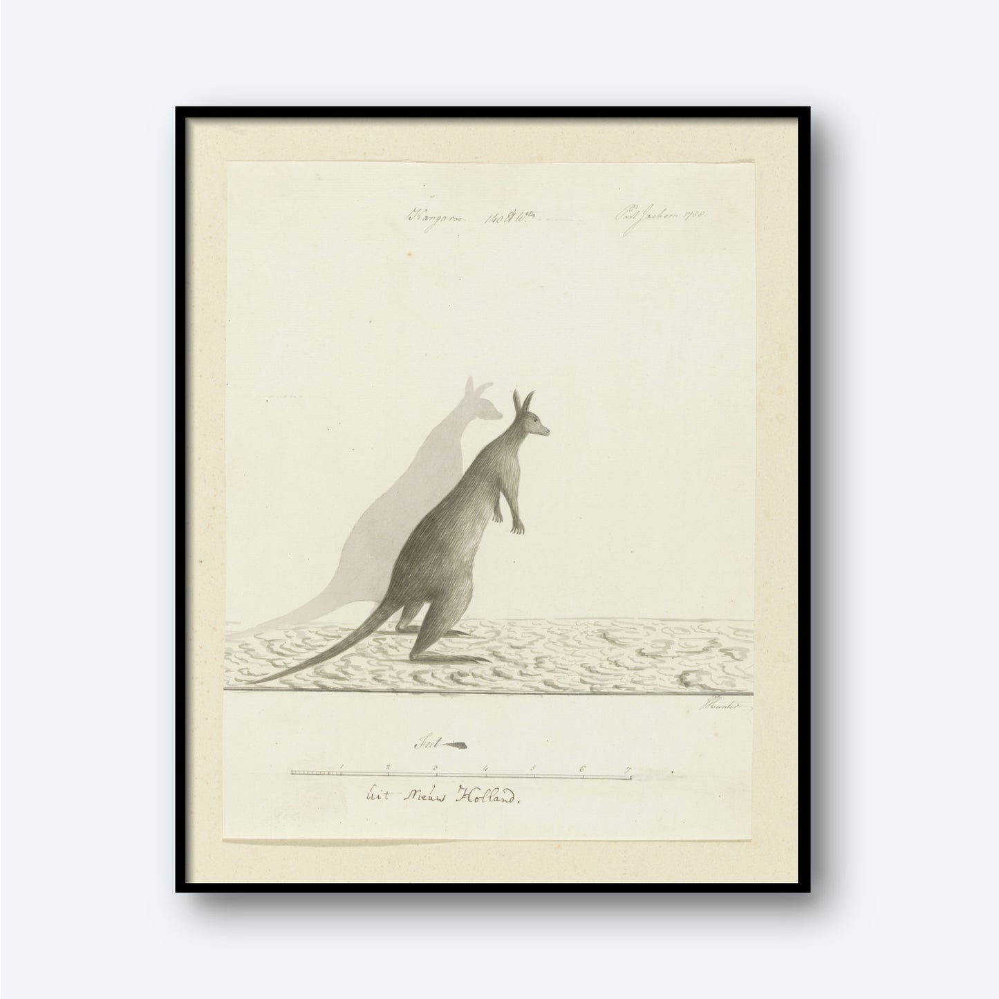 The Kangaroo Vintage Print features a beautifully framed illustration on light-colored paper, showcasing a kangaroo standing on its hind legs with a detailed shadow extending to its left. Handwritten notes and labels surround the wildlife artwork, adding an extra touch of charm to this piece of vintage decor.