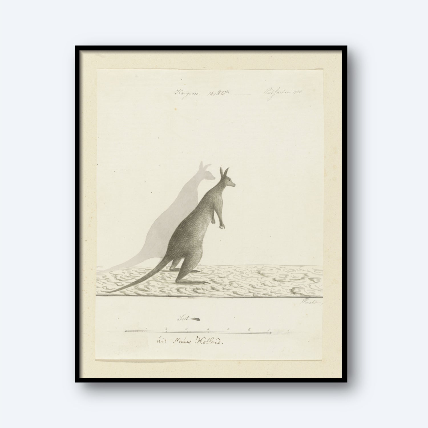 The Kangaroo Vintage Print features a beautifully framed illustration on light-colored paper, showcasing a kangaroo standing on its hind legs with a detailed shadow extending to its left. Handwritten notes and labels surround the wildlife artwork, adding an extra touch of charm to this piece of vintage decor.