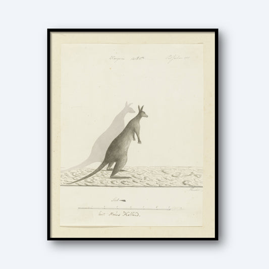 The Kangaroo Vintage Print features a beautifully framed illustration on light-colored paper, showcasing a kangaroo standing on its hind legs with a detailed shadow extending to its left. Handwritten notes and labels surround the wildlife artwork, adding an extra touch of charm to this piece of vintage decor.