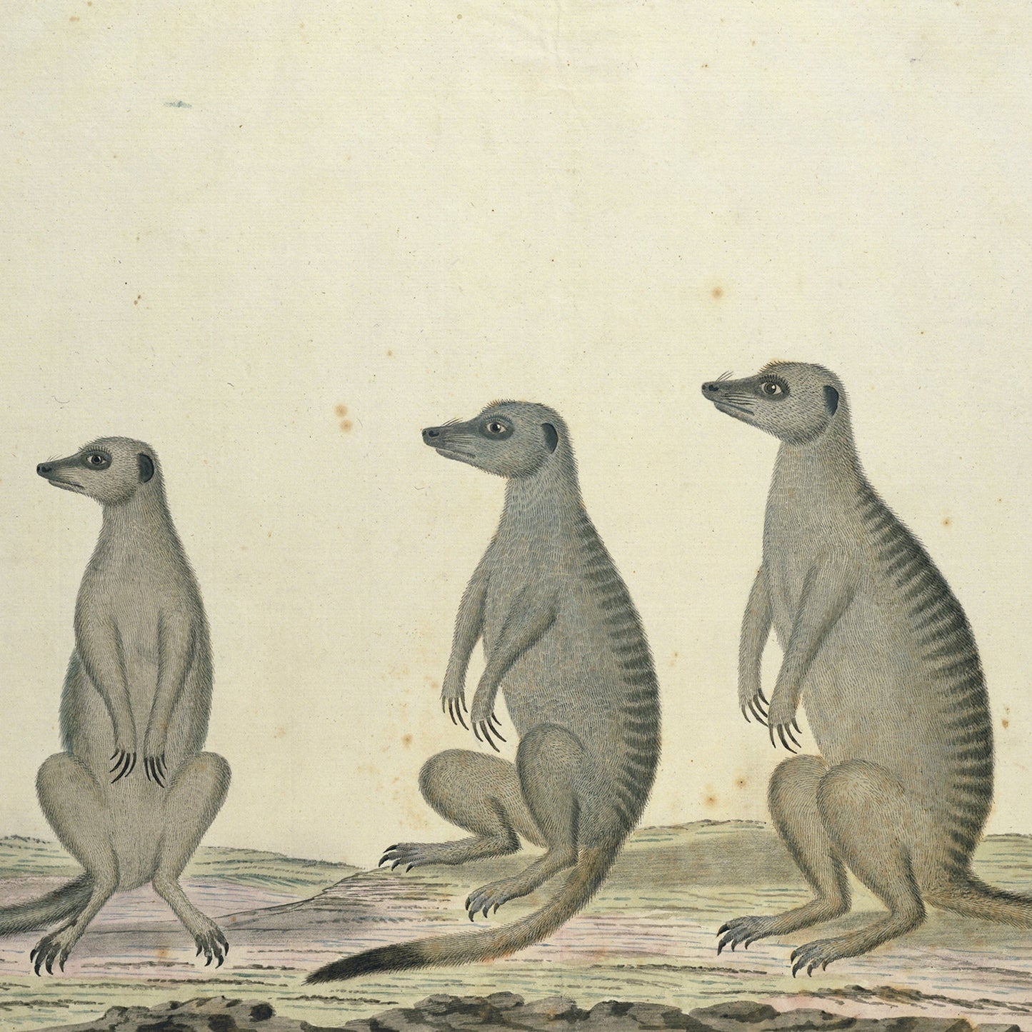 Description of the Meerkats Print: This illustration features three meerkats standing upright on their hind legs against a plain background. Each meerkat is slightly facing to the right, with their striped tails curved gracefully around their bodies. The rocky and uneven ground beneath them adds an authentic touch, capturing the essence of a vintage wildlife illustration.