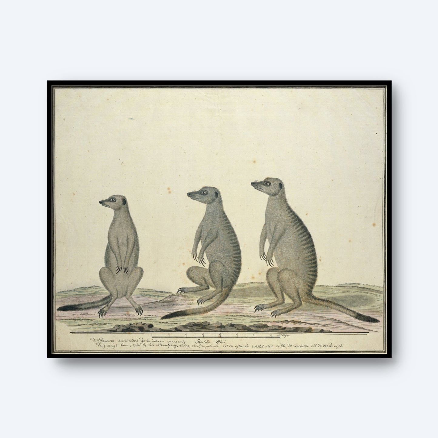 The Meekrats Print depicts an illustration of three meerkats standing upright on their hind legs against a plain background. Resembling a vintage art print, the meerkats are shown in different postures, with slight variations in height and stance. The detailed drawing style captures visible fur texture and shading.