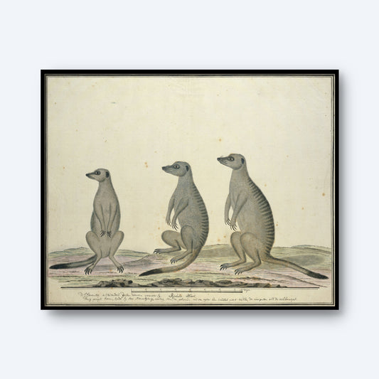 The Meekrats Print depicts an illustration of three meerkats standing upright on their hind legs against a plain background. Resembling a vintage art print, the meerkats are shown in different postures, with slight variations in height and stance. The detailed drawing style captures visible fur texture and shading.