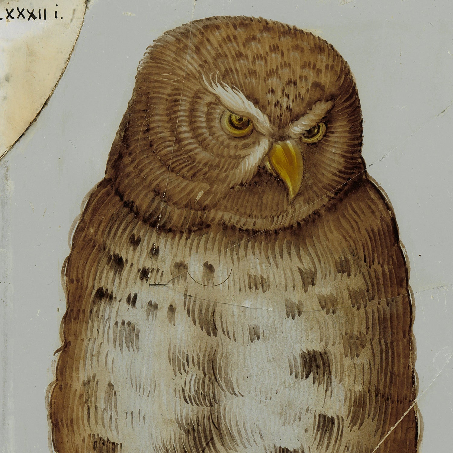 The "Diamond with an Owl | Vintage Print" features a detailed illustration of an owl with brown and white feathers. Its intense, focused eyes are facing forward against a plain, muted gray background. The artwork masterfully blends vintage owl print elements, highlighting the texture of the feathers with a touch of timeless charm.