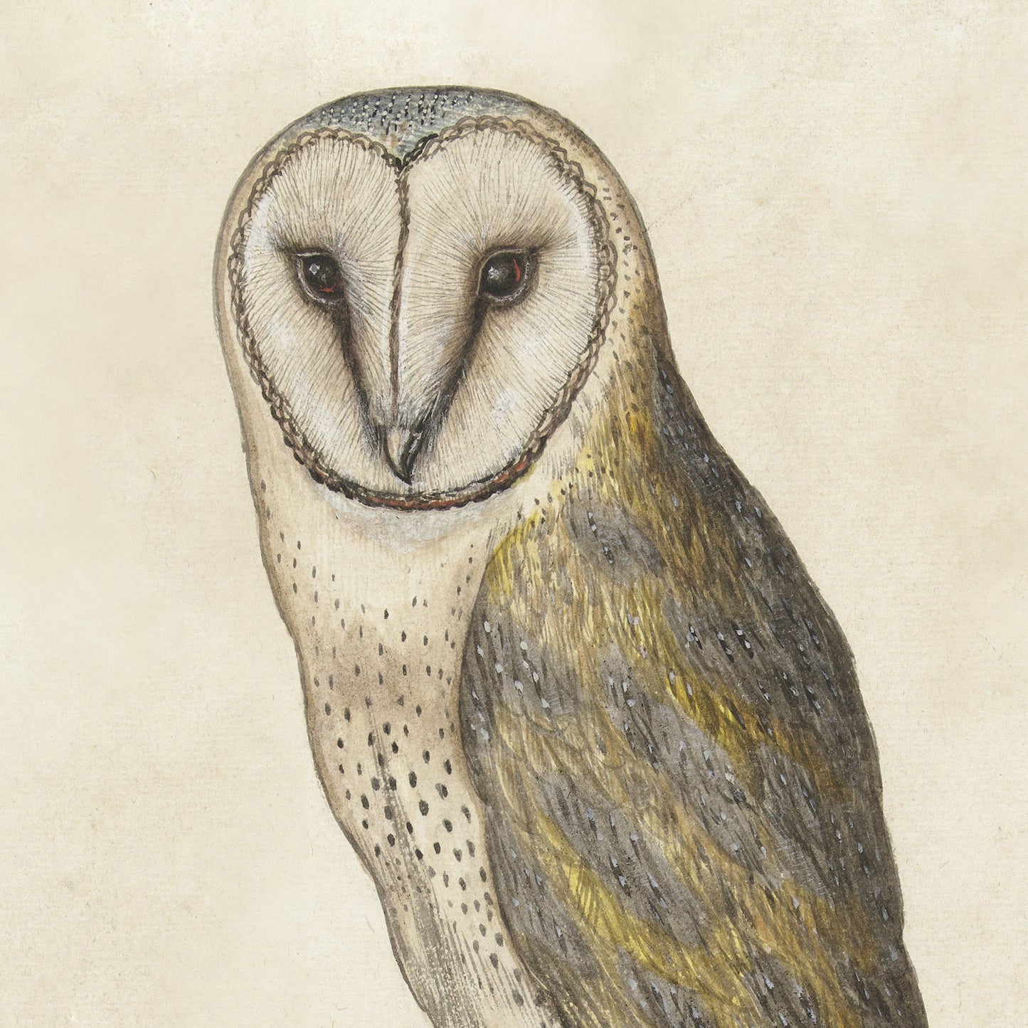 Exquisite depiction of the Night Owl. This barn owl boasts a unique heart-shaped face with dark eyes, adorned with a blend of cream and brown feathers, accented by speckled markings across its form. This vintage print captures the nocturnal elegance against a subtle, neutral background, making it an ideal piece for wall art aficionados.