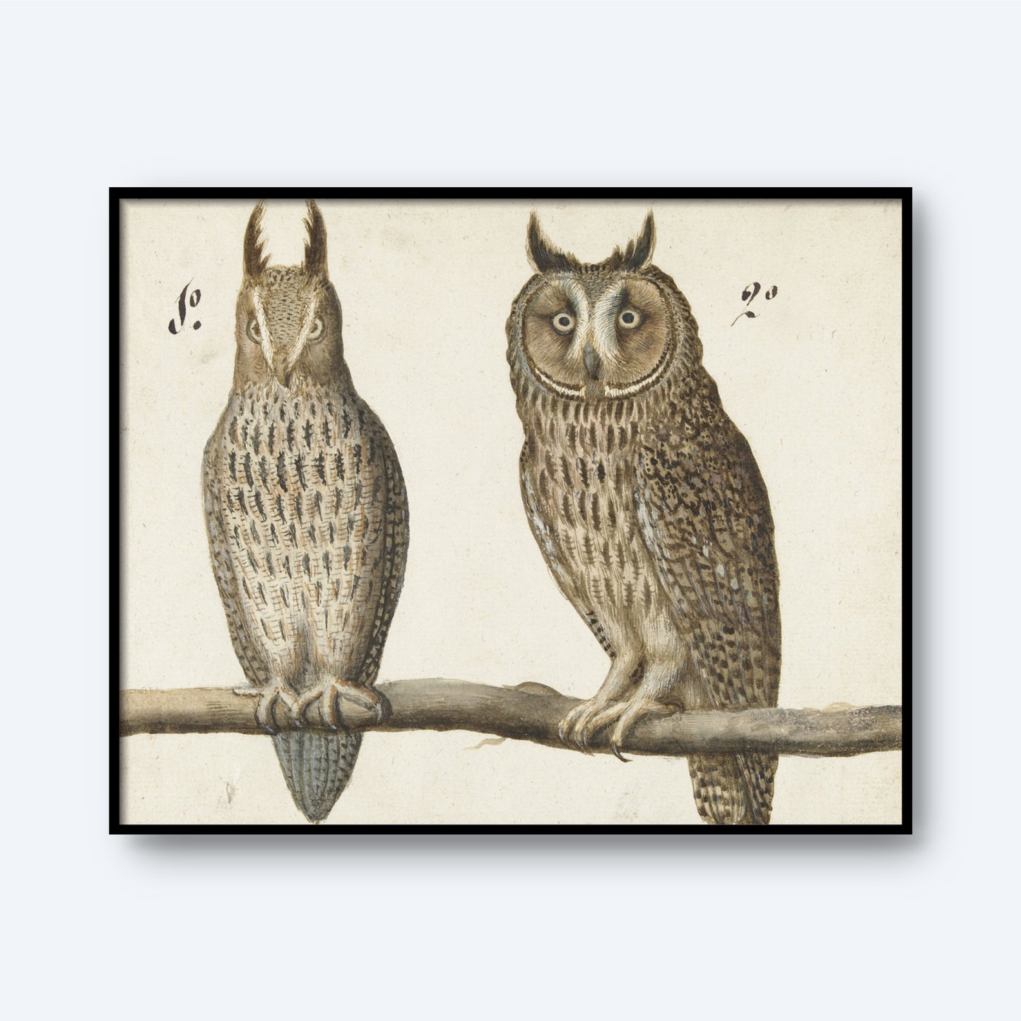 An illustration of a Scops Owl and a Long-eared Owl perched on a branch against a plain background. The Long-eared Owl on the left has distinct ear tufts and a more slender build, while the Scops Owl on the right has shorter ear tufts and a rounder face. This vintage print, named "Scops Owl and Long-eared Owl Vintage Print," is crafted on high-quality Lustre paper and showcases exquisite feather patterns.