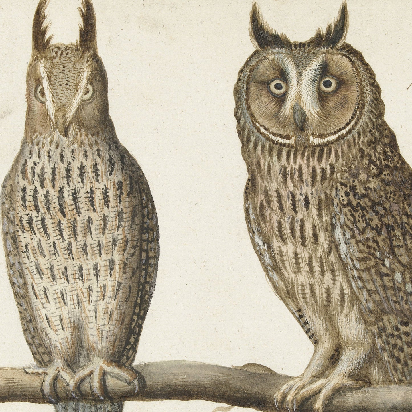 The Scops Owl and Long-eared Owl Vintage Print showcases two owls perched on a branch. The left owl, with its pointed ears and angular appearance, contrasts with the right owl's rounded eyes and softer expression. Printed on high-quality Lustre paper, this nocturnal wall art captures intricate feather patterns in shades of brown and white.