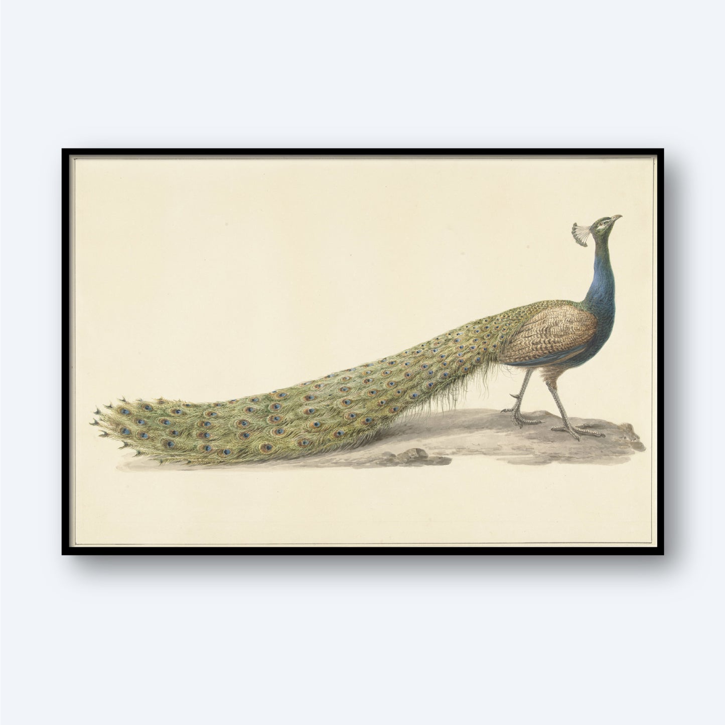 The "Blue Peacock Vintage Print by Pieter Pietersz Barbiers" is a detailed illustration perfect for bird wall art, depicting a male peacock standing on bare ground. The bird showcases its long, vibrant tail feathers adorned with eye-like patterns, and the artwork is framed with a black border against a light background.