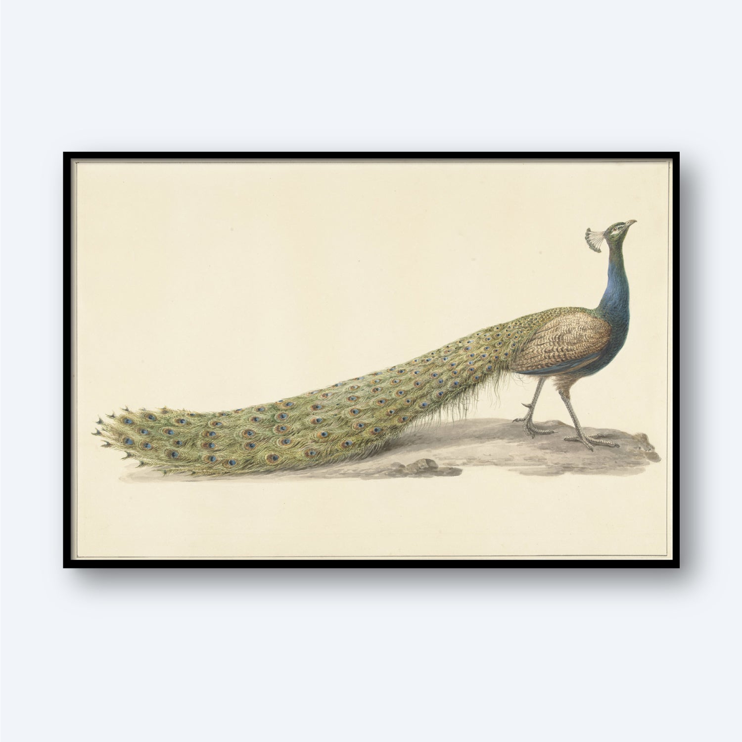 The "Blue Peacock Vintage Print by Pieter Pietersz Barbiers" is a detailed illustration perfect for bird wall art, depicting a male peacock standing on bare ground. The bird showcases its long, vibrant tail feathers adorned with eye-like patterns, and the artwork is framed with a black border against a light background.
