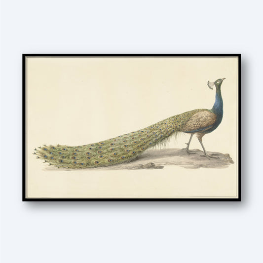 The "Blue Peacock Vintage Print by Pieter Pietersz Barbiers" is a detailed illustration perfect for bird wall art, depicting a male peacock standing on bare ground. The bird showcases its long, vibrant tail feathers adorned with eye-like patterns, and the artwork is framed with a black border against a light background.