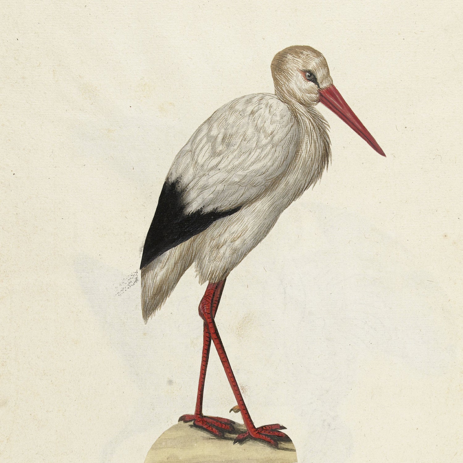 Illustration of an elegant White Stork standing on one leg atop a small rock against a plain background. The bird features white feathers with black highlights, a long red beak, and matching red legs—ideal for adding the "White Stork - Vintage Print" to your wall art collection.