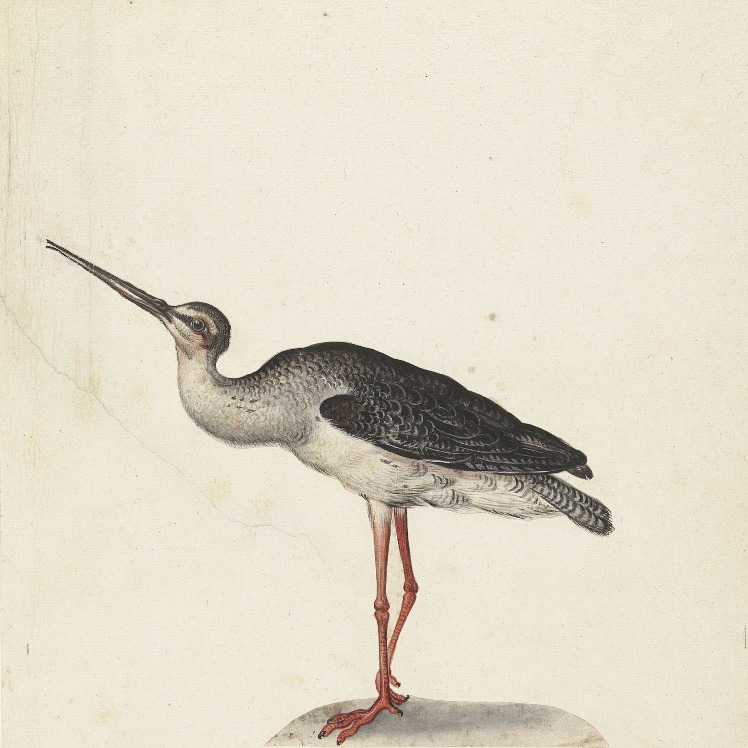 A detailed illustration of a bird with a slender, slightly curved beak and long red legs, showcasing a mix of black, white, and gray feathers on flat lustre surface paper. The plain background directs attention to the bird, making it an ideal piece for wall art or as part of the Black Rider Vintage Print collection.