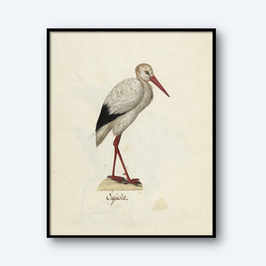 The White Stork - Vintage Print showcases a framed illustration of a white stork standing on one leg. The bird is depicted with white feathers, a black-tipped tail, and long red legs and beak. Beneath the image, the word “Cigüeña” is written on a light beige background, making this piece an elegant wall art addition.