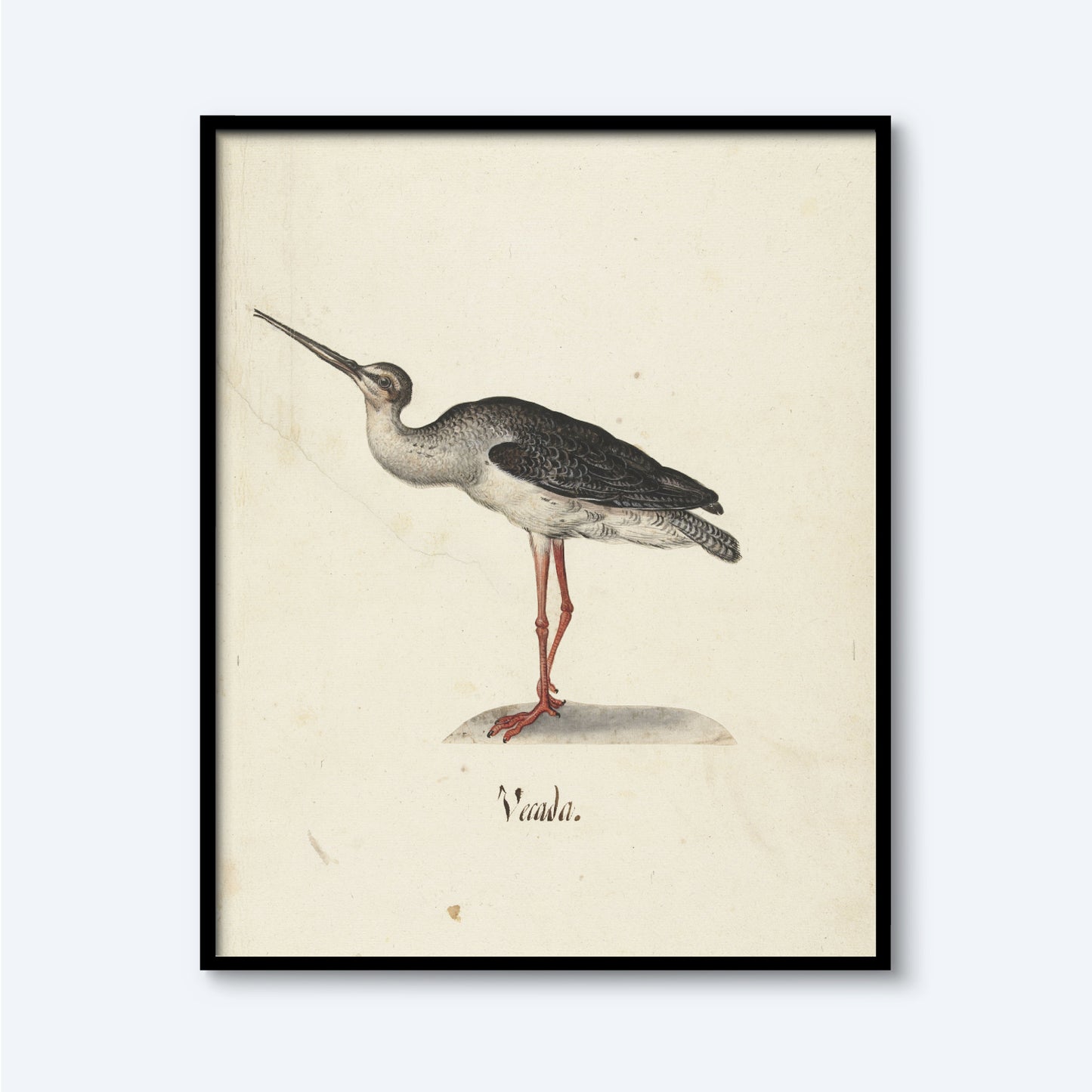 Illustration of a wading bird, likely a greenshank, standing on one leg with the other slightly bent. The bird has a white underbelly, a grayish back, and red legs. The word "Naada" is written below the bird. Printed on lustre surface paper, this elegant wall art is named the Black Rider Vintage Print and is framed in black.