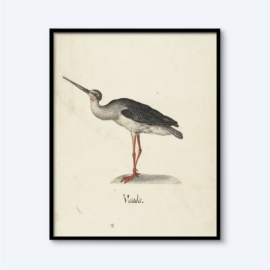 Illustration of a wading bird, likely a greenshank, standing on one leg with the other slightly bent. The bird has a white underbelly, a grayish back, and red legs. The word "Naada" is written below the bird. Printed on lustre surface paper, this elegant wall art is named the Black Rider Vintage Print and is framed in black.