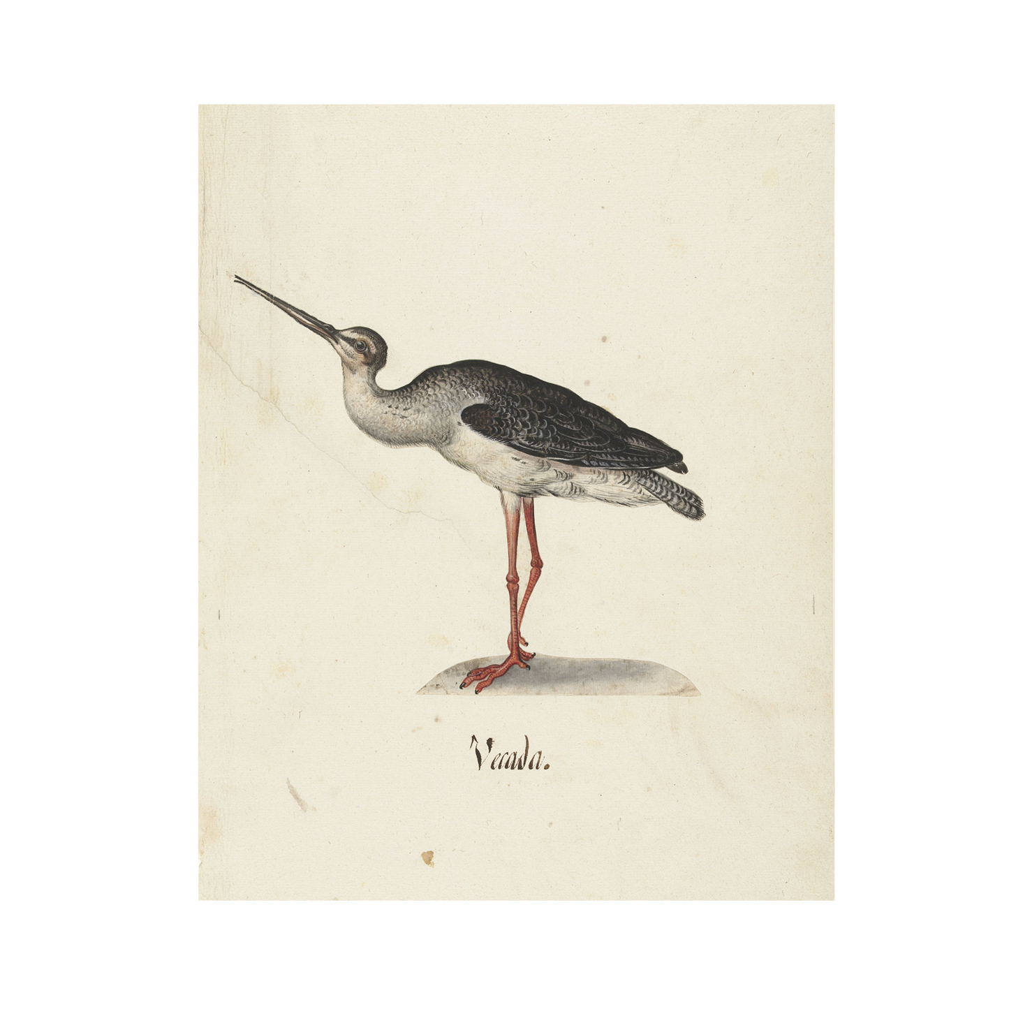 An illustration of a wading bird with long red legs and a slender, pointed beak, labeled "Vandra." The bird features a grayish body with speckled wings and stands on a small patch of ground against a light background, perfect as wall art on Lustre surface paper. Enjoy this exquisite depiction through the *Black Rider Vintage Print*.